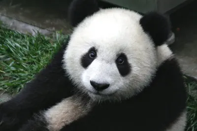 Обиженная панда (63 фото)