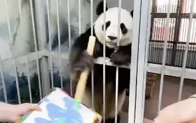 В США попрощались с большими пандами, которые вернутся в Китай | Большая  Азия