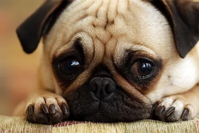 Почему у собак грустный взгляд, выяснили ученые «Ochkov.net»