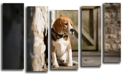 Грустные лож собаки мопса стоковое изображение. изображение насчитывающей  напольно - 135081471