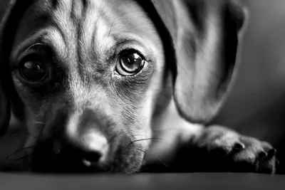 Побритая грустная собака сидит и …» — создано в Шедевруме
