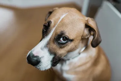 Самая грустная собака в мире – кто она и какая у нее жизнь? | Animal Town |  Дзен