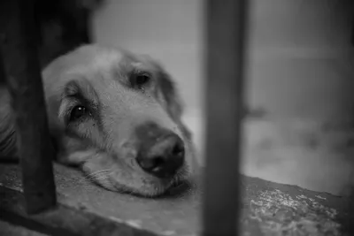 Собака с печальными глазами - 68 фото