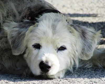 Идеальная собака для квартиры: 10 беспроблемных пород для жизни в городе -  20.12.2023, Sputnik Азербайджан