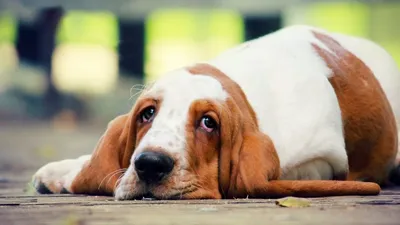 Хитрюги-собаки специально научились делать грустные глаза, и вот для чего,  говорят ученые – Люкс ФМ