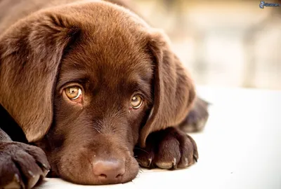 Ученые выяснили причину грустного щенячьего взгляда у собак | наука не  скука | Дзен