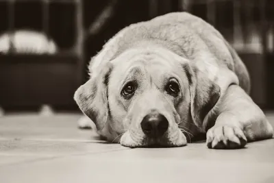 Зеленоград - Жизнь - Грустная собака несколько дней провела рядом с  остановкой 400-го в ожидании хозяина