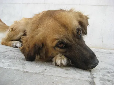 Грустные Щенки Породы Basset Hound. Собаки С Длинными Ушами И Грустным  Взглядом. Фотография, картинки, изображения и сток-фотография без роялти.  Image 78604201