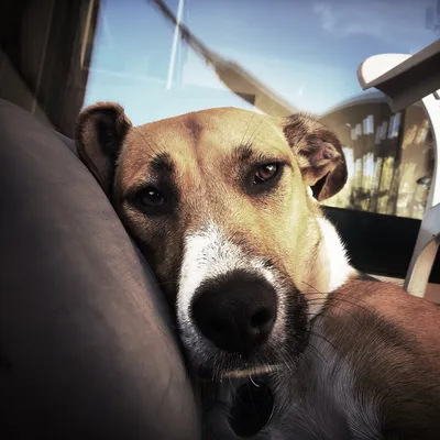 Грустные лож бездомной собаки Стоковое Изображение - изображение  насчитывающей ангстрома, счастливо: 146580751