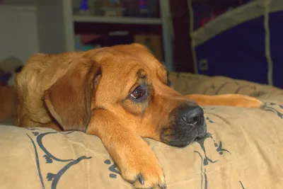 Фото: самая грустная собака сумела найти хозяев — 08.09.2018 — В мире на  РЕН ТВ