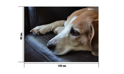 картинки : Млекопитающее, грустный, Позвоночный, порода собаки, Глаза собаки,  Дорожная собака, Уличная собака, Собака, как млекопитающее, Собака породы  группа, Собачьи скрещи 2816x2112 - - 585658 - красивые картинки - PxHere