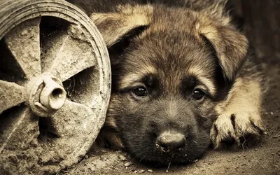 собака щенок коричневый грустный на диване Stock Photo | Adobe Stock