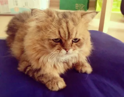 Он знает, что жизнь - это боль!\": грустный кот Миша набрал миллионы  просмотров и лайков в TikTok