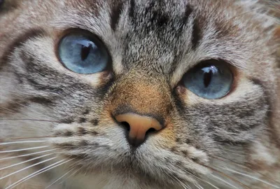 Самый грустный кот нашел хозяев после того, как стал звездой в интернете -  Газета.Ru | Новости