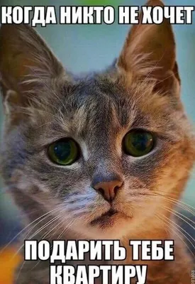 Кот с грустными глазами - 71 фото
