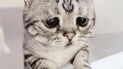 Самый грустный\" кот стал звездой Сети, обогнав по популярности \"самого  сердитого\" — 10.03.2018 — В мире на РЕН ТВ