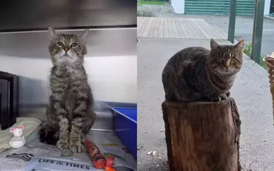 Самый грустный на свете кот. До и после приюта...: ochendaje — LiveJournal