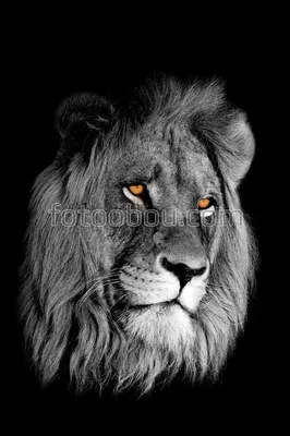Портрет грустного Льва