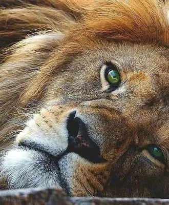 Грустный лев лежит , спит в клетке» — создано в Шедевруме