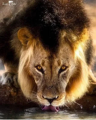 Грустный лев закрывает лапами глаза…» — создано в Шедевруме