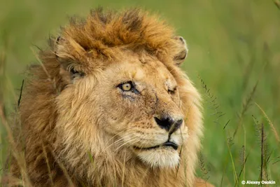 Грустный лев смотрит на толпу людей» — создано в Шедевруме