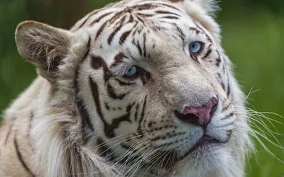 Грустный тигр фото 