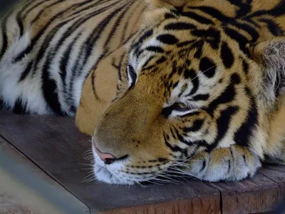 Грустный тигр, Тайланд. | Тайланд | фотографии к рассказам | Туристический  портал Svali.RU