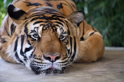 Грустный тигр - красивые фото