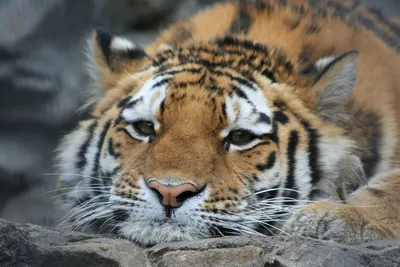 Грустный тигр - 62 фото