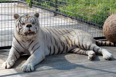 Могущественный сибирский тигр в зоопарке Стоковое Изображение - изображение  насчитывающей киска, развилки: 152181595