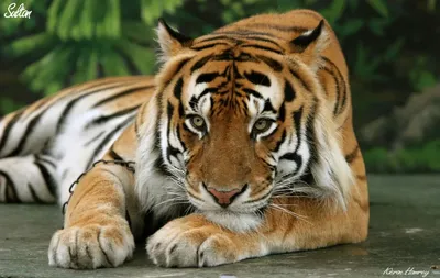 Грустный тигр - фото в высоком разрешении jpg | Грустный тигр Фото №519320  скачать