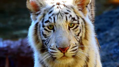 Тигр - низвергнутый владыка джунглей | Большая Азия