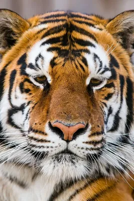 Фото: Грустный тигр в стандартном размере jpg | Грустный тигр Фото №519308  скачать