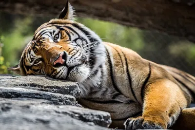 Тетрадь грустный тигр недорого: цена 200 грн - купить Хобби и спорт, прочее  на ИЗИ | Одесса