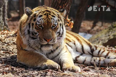 Грустный тигр, акварель» — создано в Шедевруме