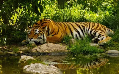Тигр с грустным взглядом лежит на каменной плите в зоопарке — Картинки и  аватары
