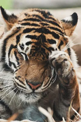 Грустный тигр» — создано в Шедевруме
