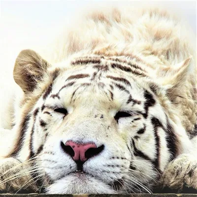 Печальный тигр в тюрьме стоковое фото. изображение насчитывающей хищник -  181048284