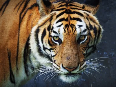 картина по номерам 40х50см GX26065 “Грустный тигр” от RADUGA - купить с  доставкой - ТД \"Глобус\", Воронеж