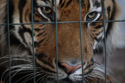 Бенгальский тигр в железной клетке Стоковое Фото - изображение  насчитывающей глаза, удерживание: 257506100