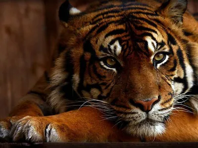 LinxOne постер \"Тигр, взгляд, морда, грустный\" на экокоже в тубусе / декор  для дома / интерьер / подарок / на стену / на кухню | AliExpress