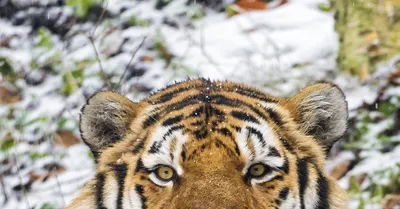 Грустный тигр на фоне дикой природы - обои на телефон