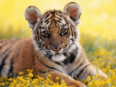 Амурские тигры: когда страдают детеныши