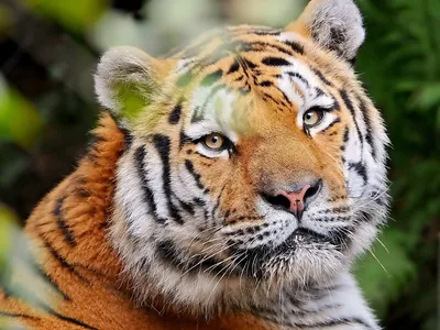 Пазл печальный тигр - разгадать онлайн из раздела \"Животные\" бесплатно