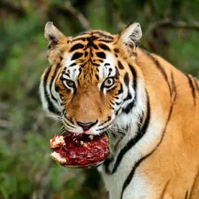Могущественный тигр в зоопарке Стоковое Фото - изображение насчитывающей  клетка, киска: 152182254