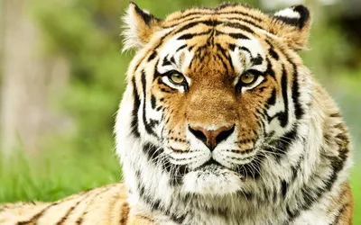 ᐉ Картина для интерьера Грустный тигр 80x54 см (580)
