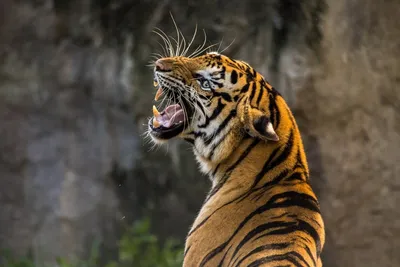 Грустный тигр - 68 фото