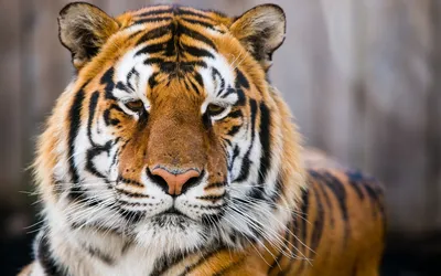 Скачать 1680x1050 тигр, морда, хищник, взгляд, грустный, большая кошка  обои, картинки 16:10