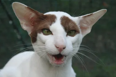 Ориентальная кошка - «Инопланетянин с собачьим характером (предупреждения и  много фото внутри)» | отзывы