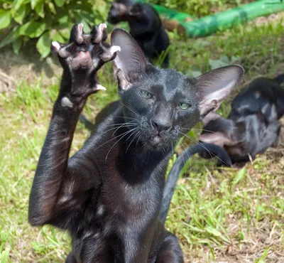 В Николаевском зоопарке живет кот-селфист, понимающий грузинский язык |  СВІДОК.info